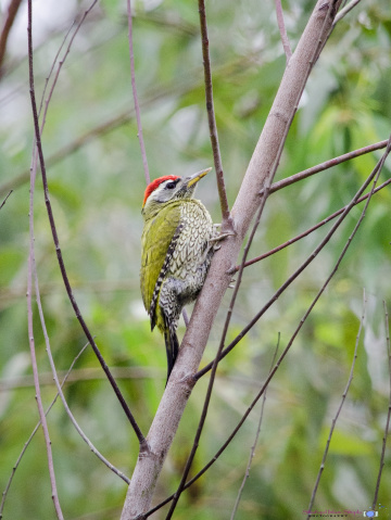 Streak-Throated Woodpecker (male)