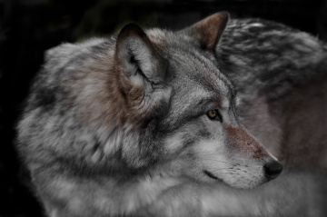 Timber Wolf