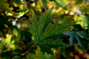 Detaylar