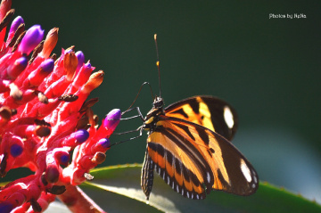 Heliconius ismenius