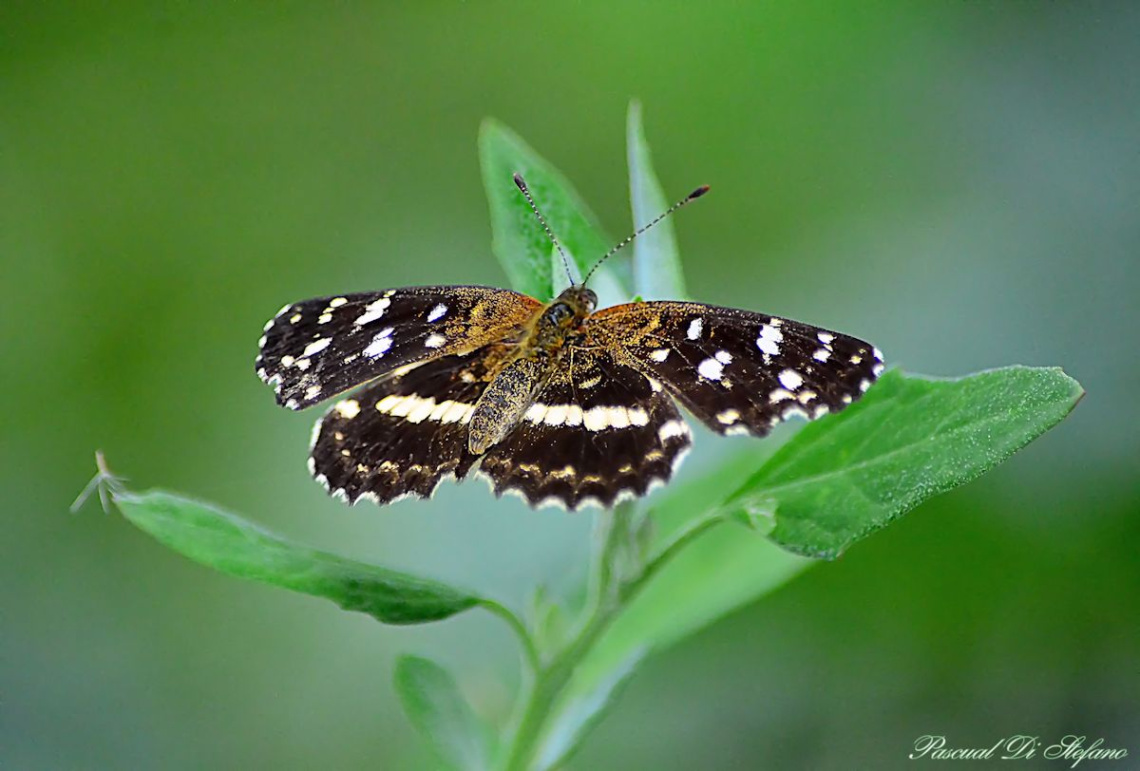 Soft Butterfly
