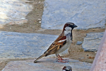 Dik duruş