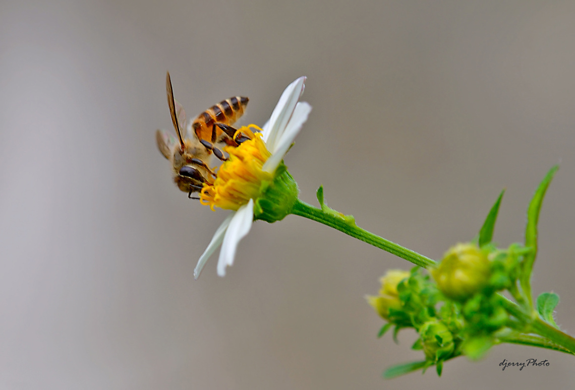 Bee