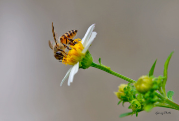 Bee