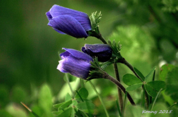 wild flowers ... 