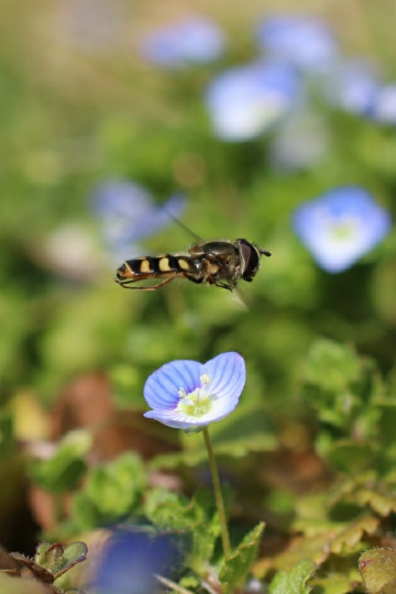 spring has come