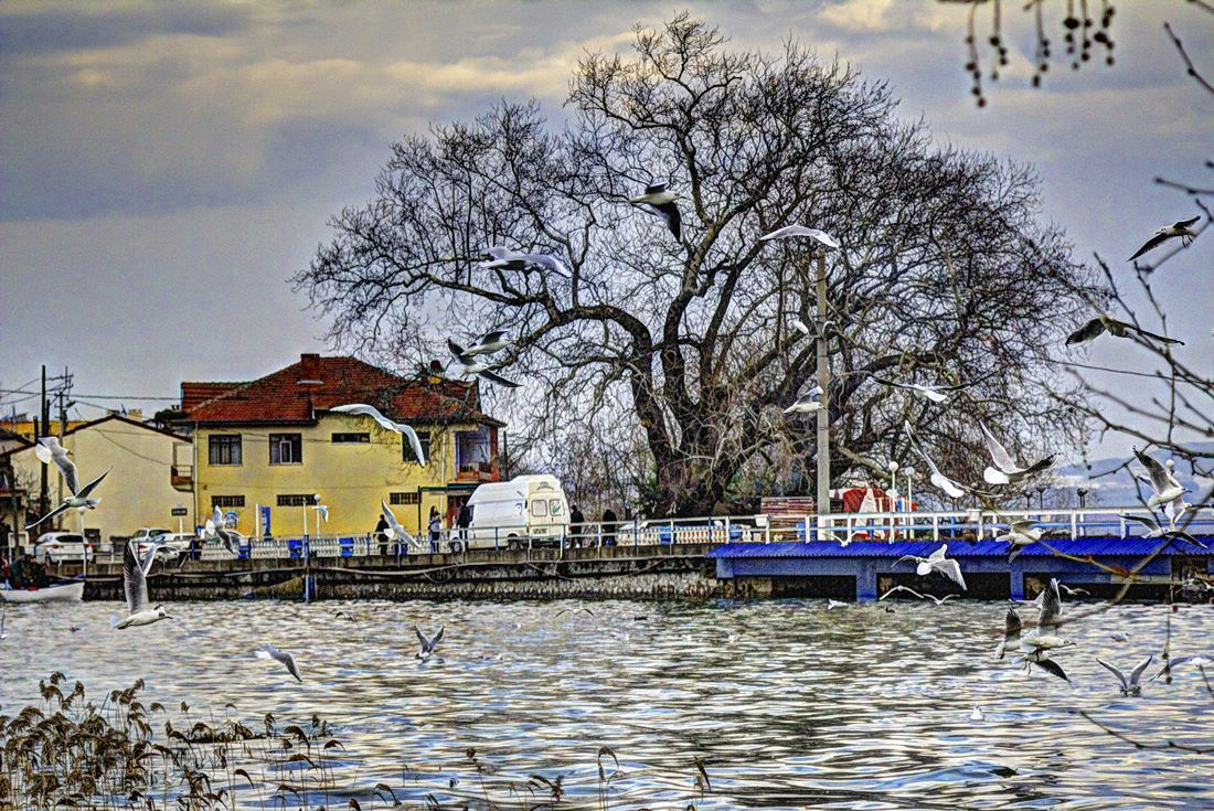 Martılı Manzaralar - Gölyazı