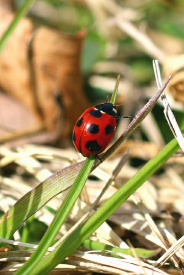 ladybug