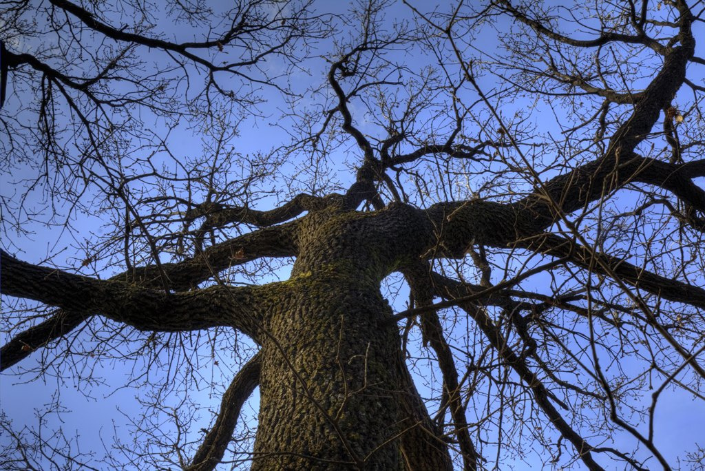 Göğe Doğru Bakışla Ağaç