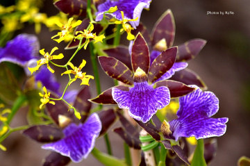 Orchids