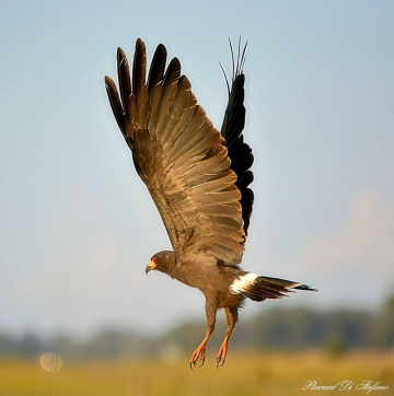 Airborne