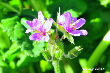 a little weed.. :)