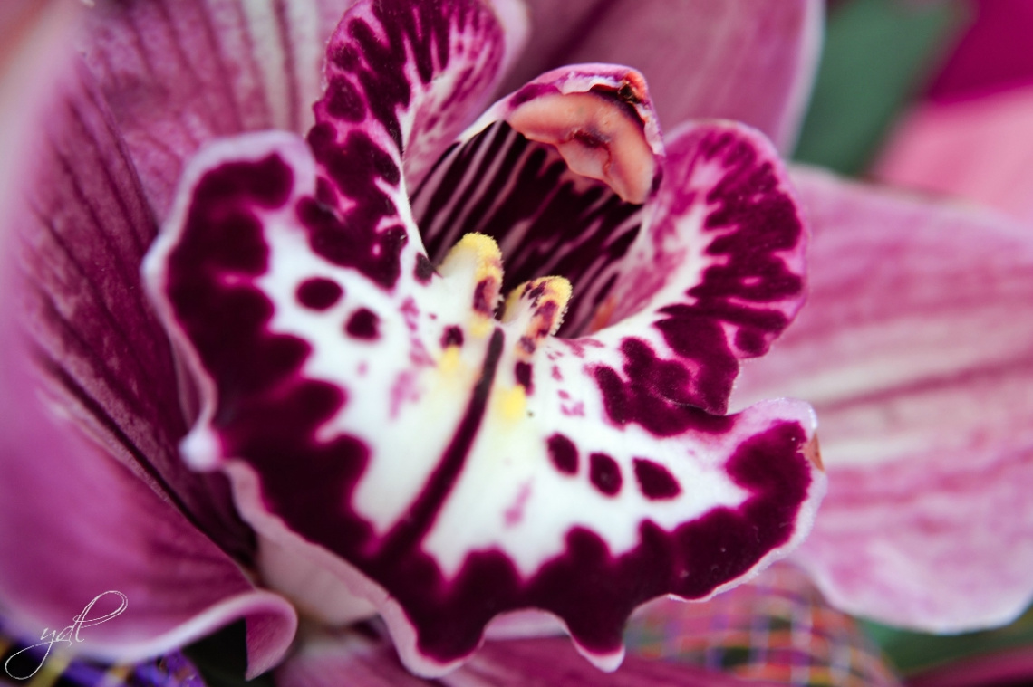 purple 3