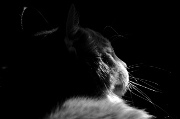 Kedim / My Cat