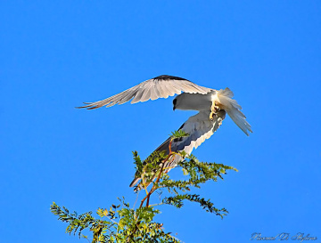 Fleeing