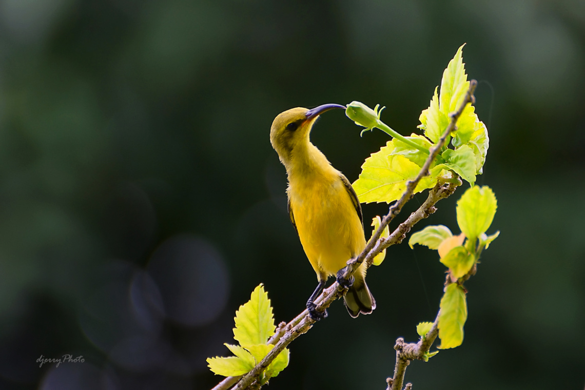 Sunbird