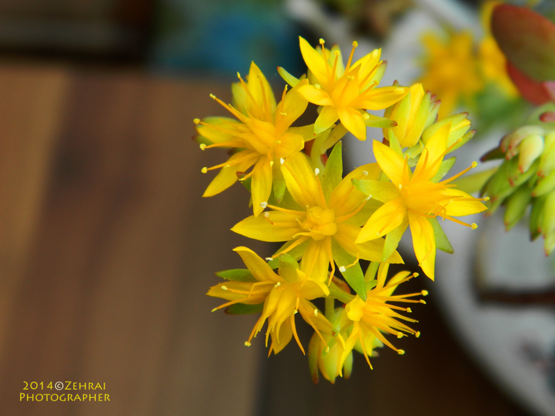 Acı Damkoruğu Çiçeği (Sedum Acre)