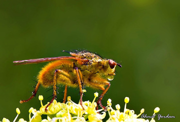 Makro Yaşamlar-Macro