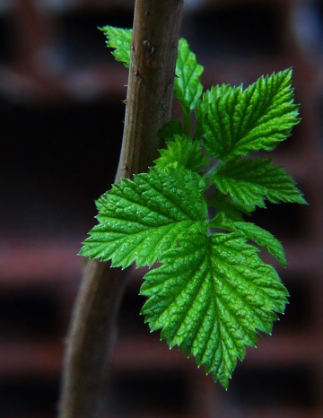 Körpe Asma Yaprağı