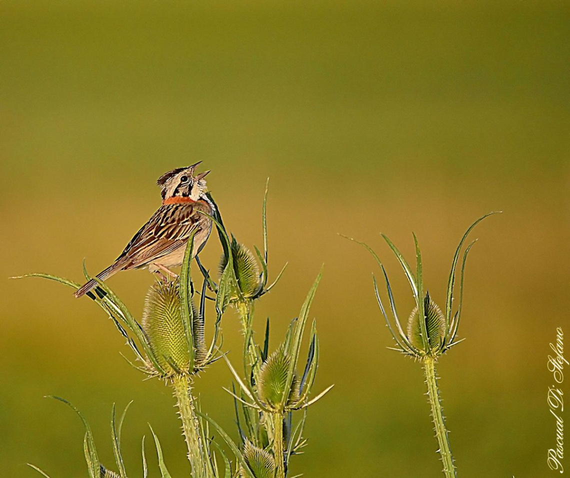 Singer
