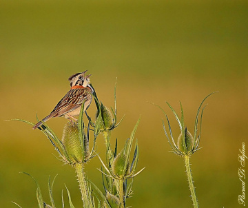 Singer