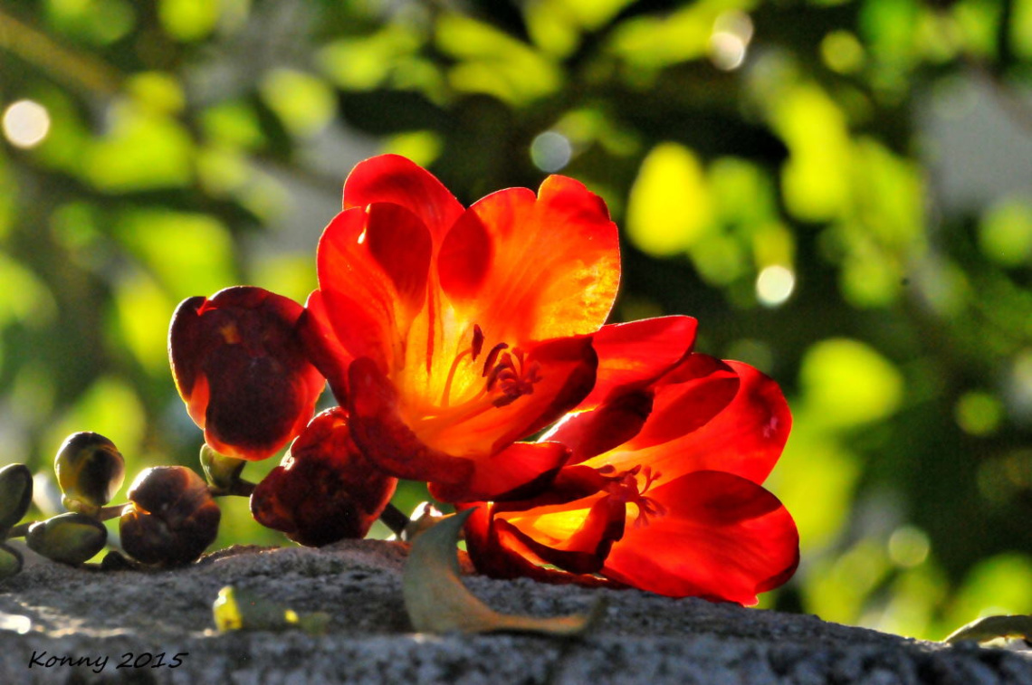 spring- time