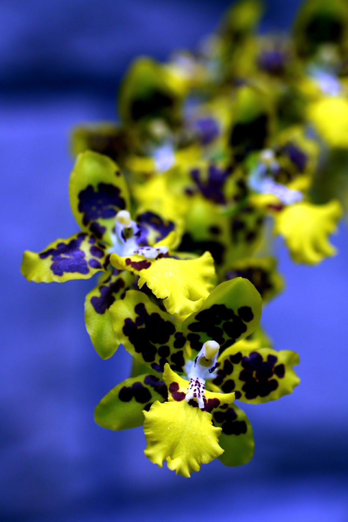 yellow in blue