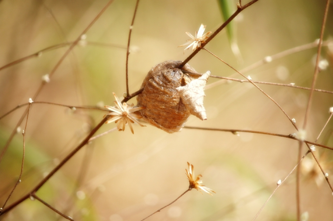 birthday will soon be  coming