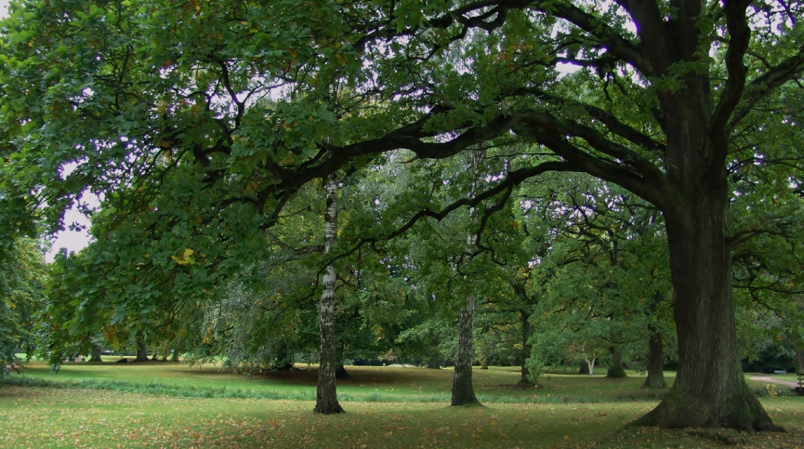 Under The Old Tree