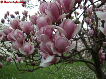 Magnolie