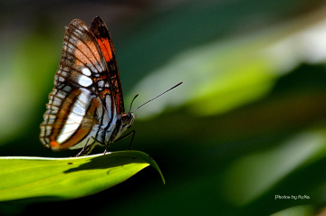 Mini beauty
