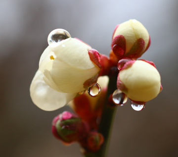 waterdrops