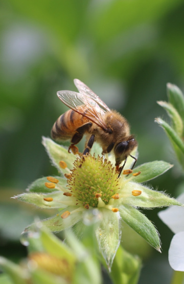 honey bee