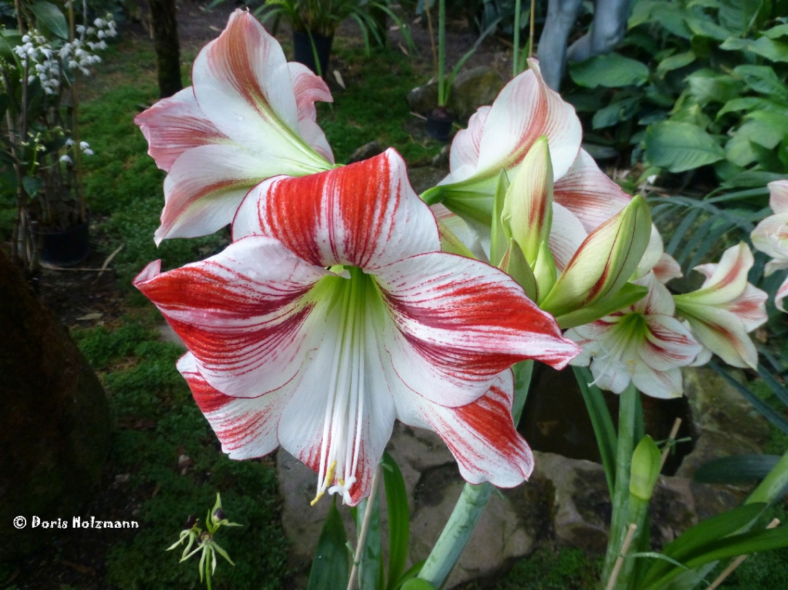 Amaryllis