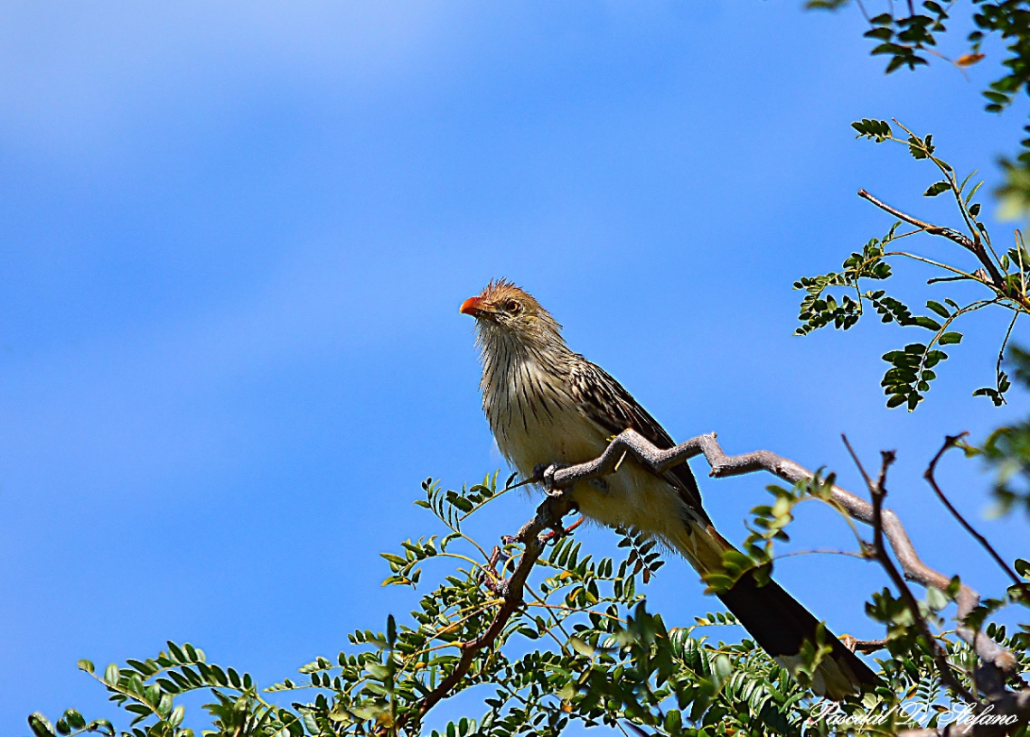 Guira guira