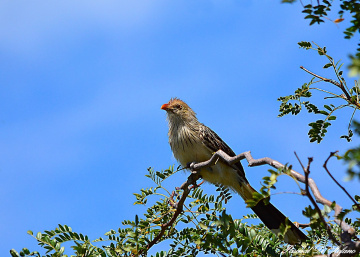 Guira guira