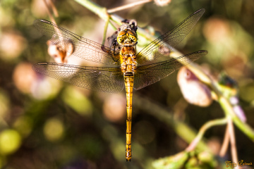Dragonfly