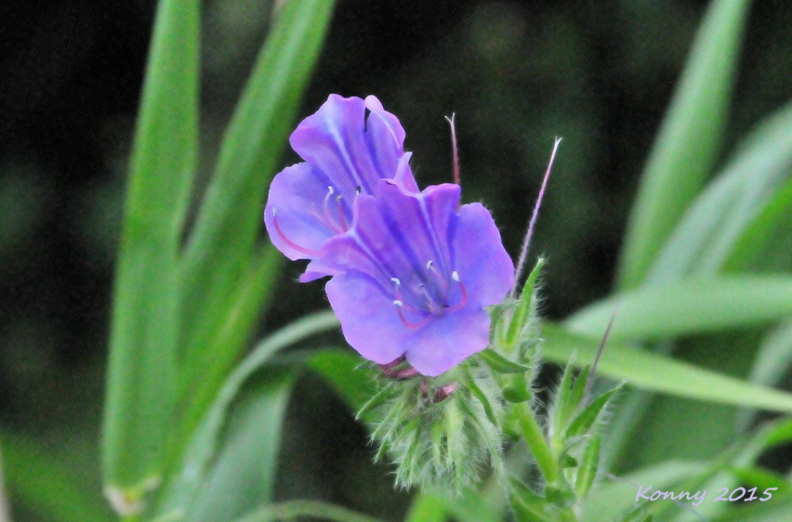 wildflower 