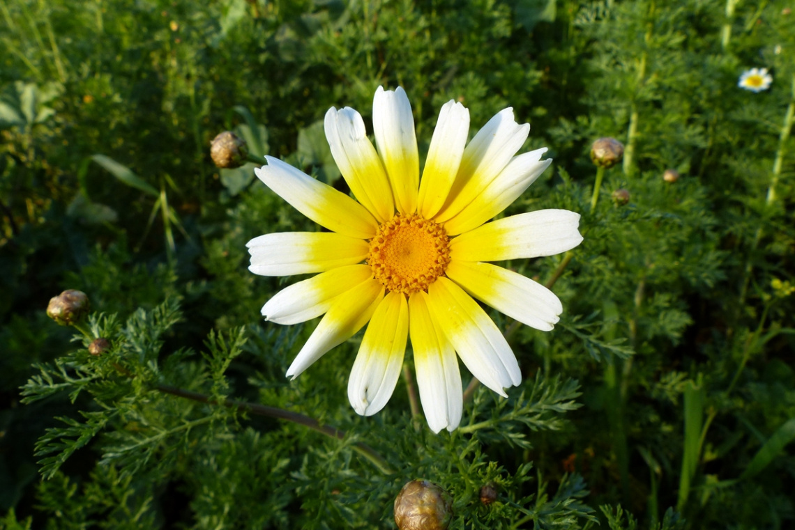 Güzellik