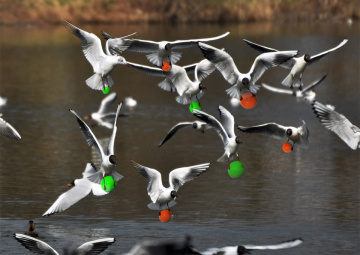 The  Birds