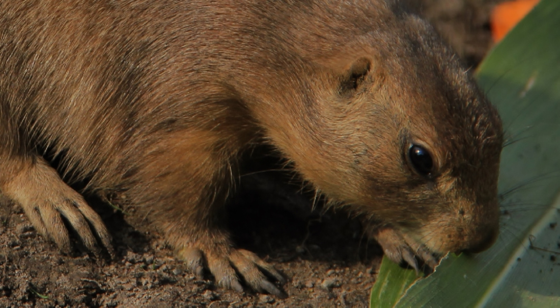 Hungry Little Chap...