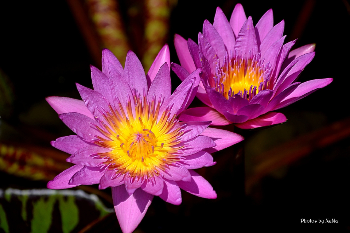 Nymphaea