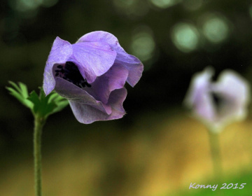 wildflower 