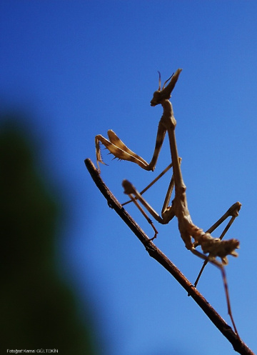 mantis