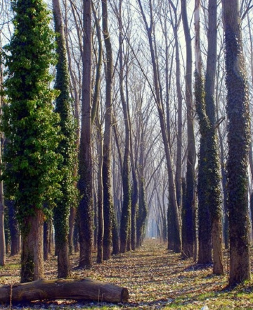 Ağaçlar