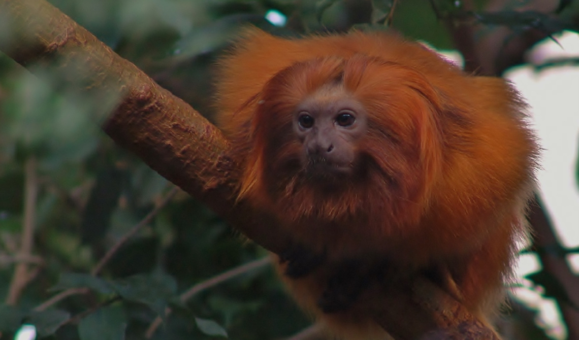 Curious Lion Monkey.