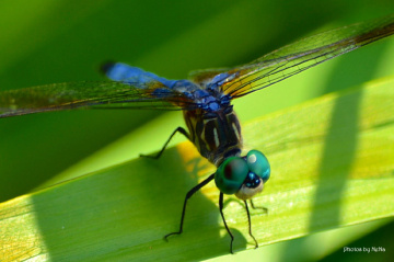 Blue Dragonfly