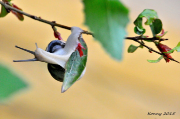 spring time - gymnastics time .. :))))
