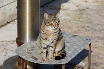 Kedi