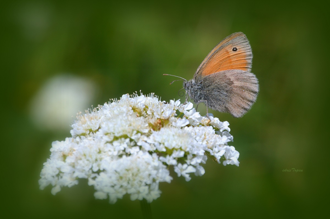 MİNİ MİNİ YAŞAMLAR (026).......